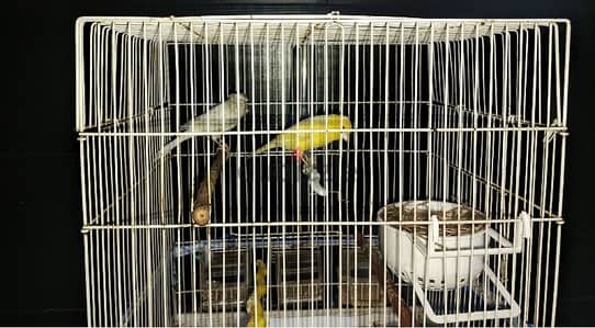 2 Canaries for sale