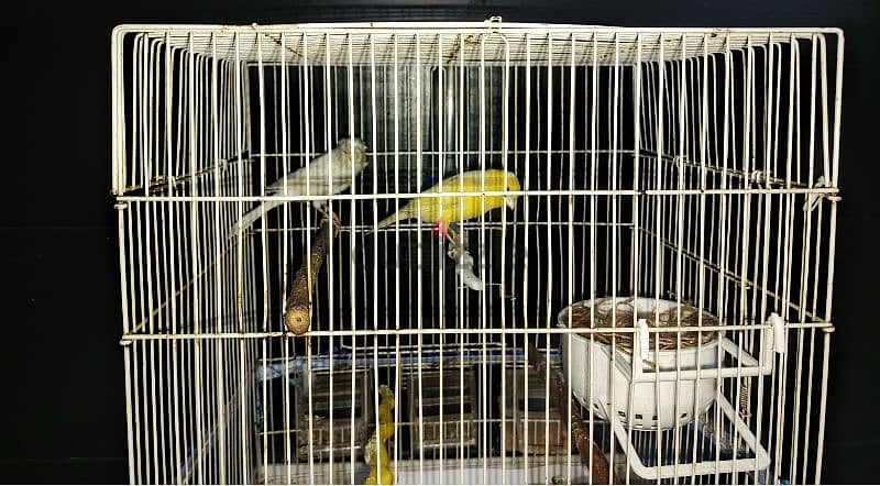 2 Canaries for sale 0