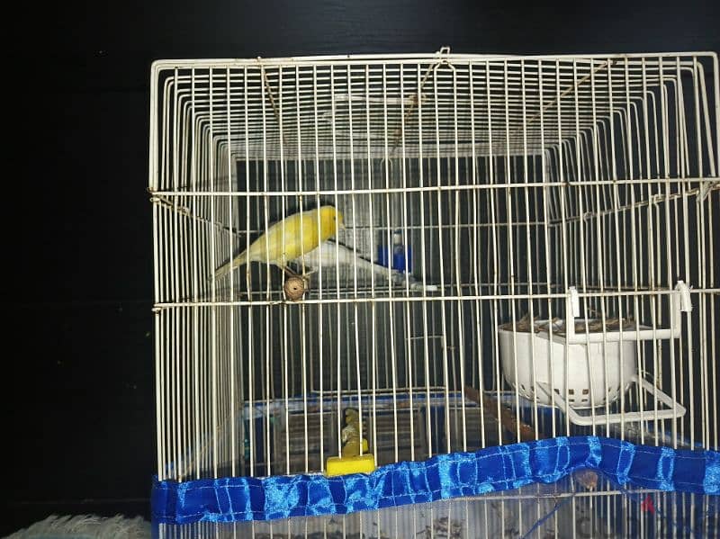 2 Canaries for sale 1