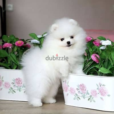 Small Pomeranian Teacup Puppies/ dog كلاب