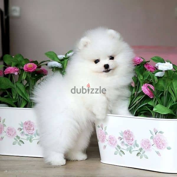 Small Pomeranian Teacup Puppies/ dog كلاب 0