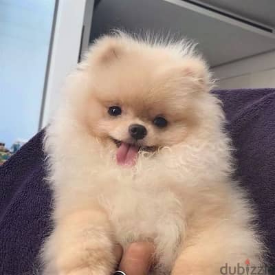 Small Size Pomeranian Puppy/ dog كلاب