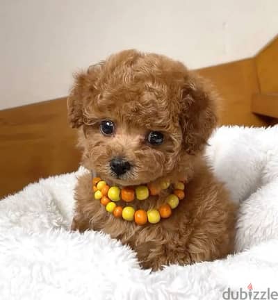 Toy Poodle Puppy Small Size Available/ dog كلاب