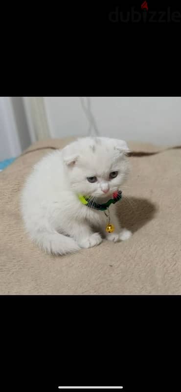 scottish fold