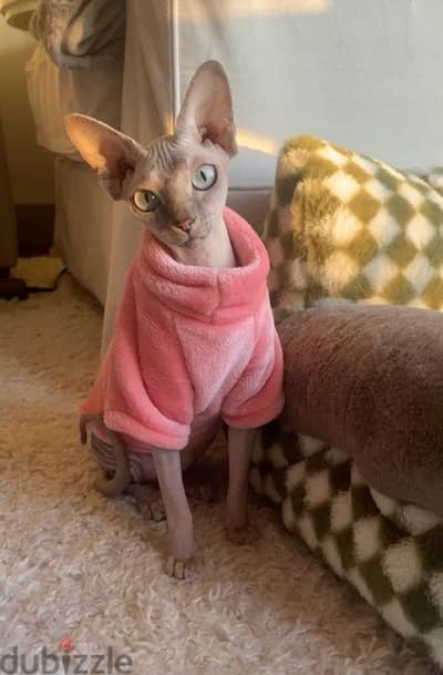 High quality pure Sphynx kitten Cat Delivery قطط