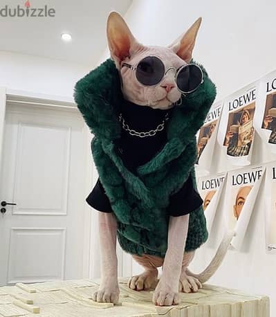 Amazing & rare Sphynx kitten pure breed available Delivery Cat قطط