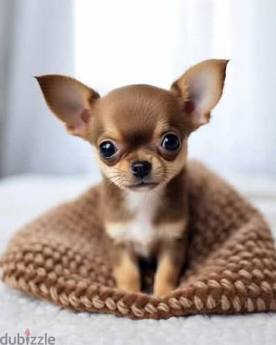 Sweetest Mini Chihuahua chocolate & tan puppy imported pure/ Dog / كلب