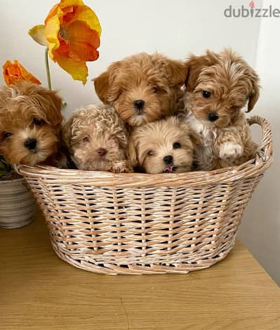 Toy Maltipoo Puppies Small Size Available/ dog كلاب