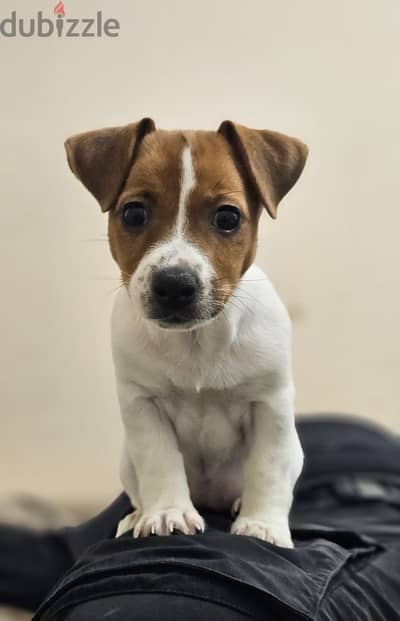 Energetic Jack Russell Puppies Available in Store/ dog كلاب