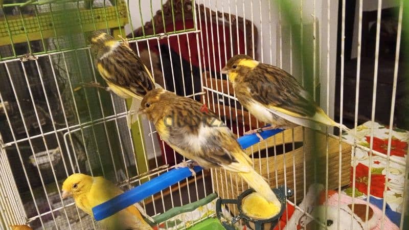 canary for sale. كنارات للبيع 0