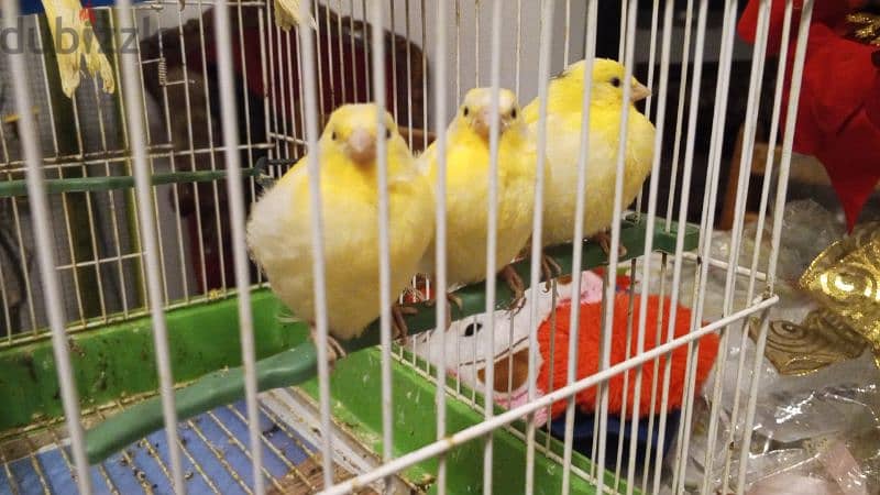 canary for sale. كنارات للبيع 2