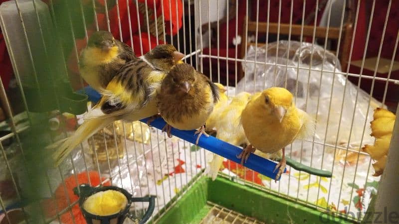 canary for sale. كنارات للبيع 3