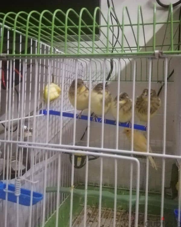 canary for sale. كنارات للبيع 4