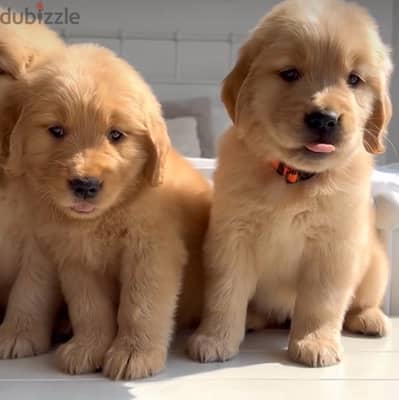 Red Golden Retriever Bear delivery available