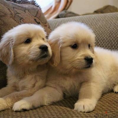 Cream Golden Retriever Gold Bear Face