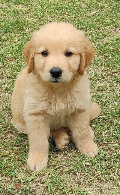 Golden Retriever Bear gold