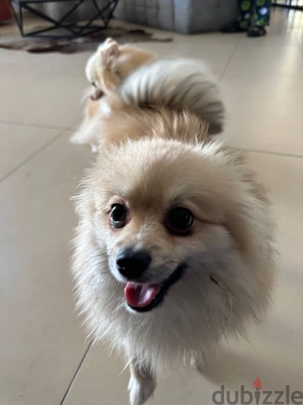 !!! Pure pomeranian for sale only 9 months old with passport and chip 2