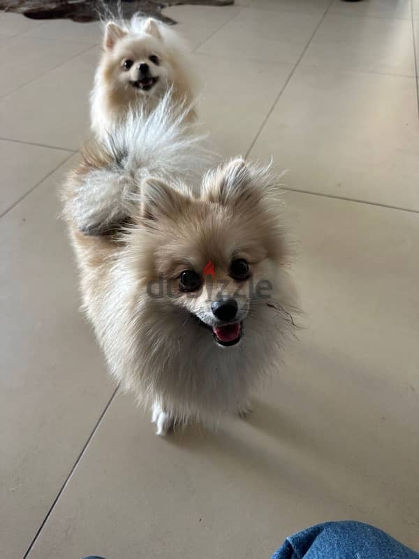 !!! Pure pomeranian for sale only 9 months old with passport and chip 3