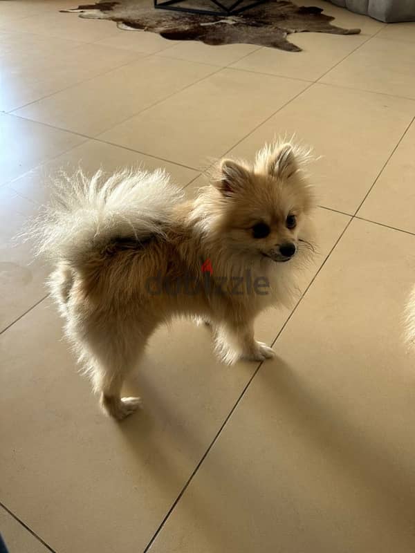 !!! Pure pomeranian for sale only 9 months old with passport and chip 4