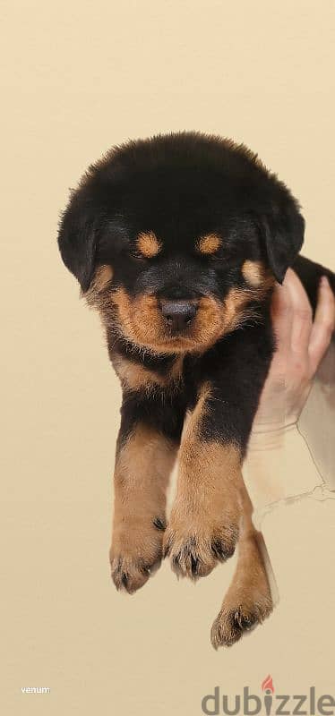 rottweiler Serbia blood champion 8