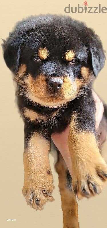 rottweiler Serbia blood champion 12