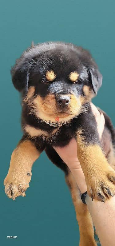 rottweiler Serbia blood champion 13