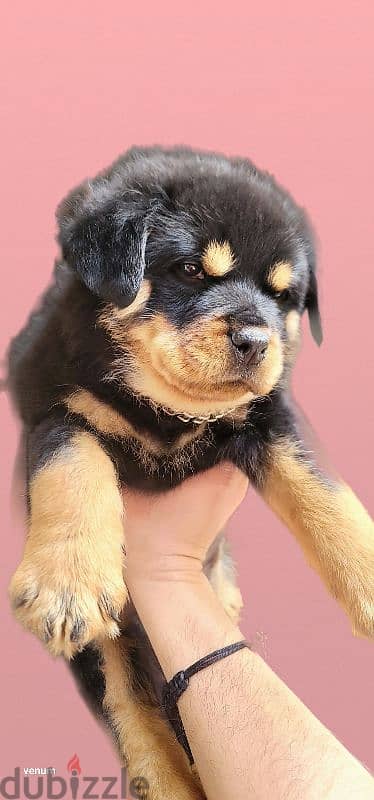 rottweiler Serbia blood champion 14