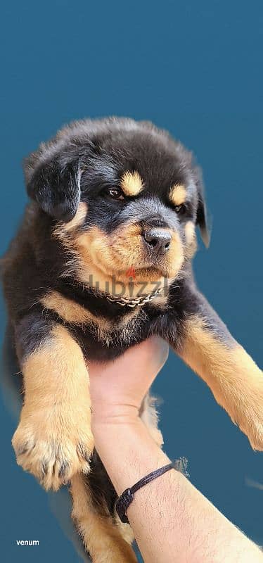 rottweiler Serbia blood champion 15