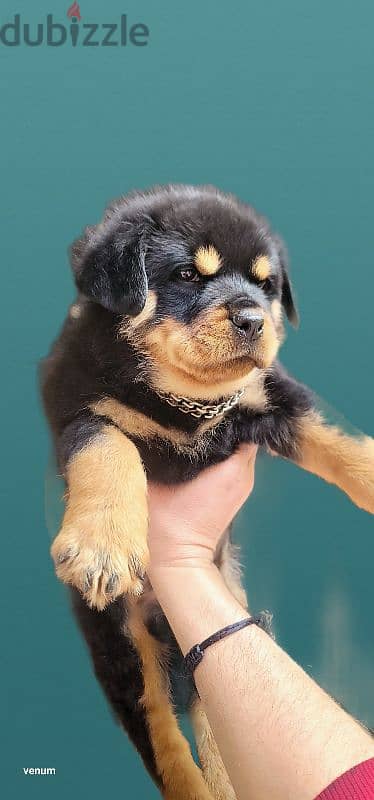 rottweiler Serbia blood champion 16