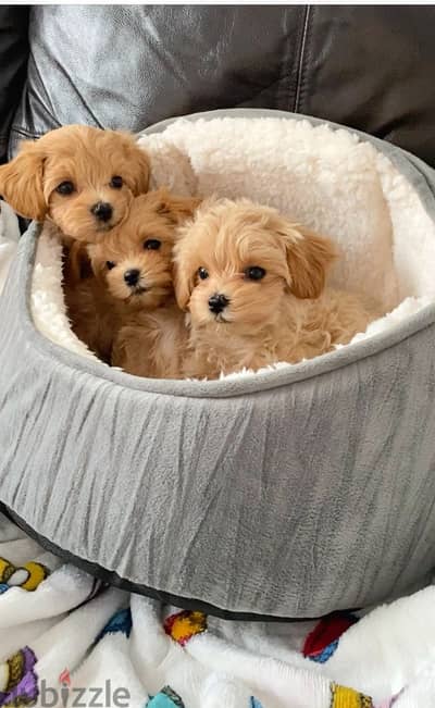 Sweet Maltipoo Puppies – Small, Friendly, and Ready to Join ur Family