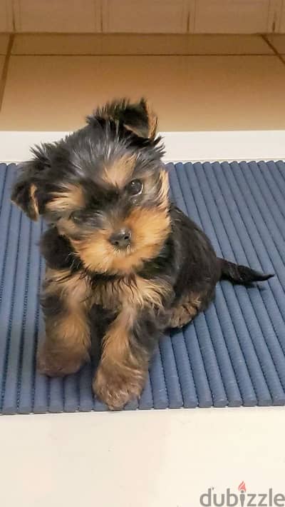 Sweet Yorkshire Puppies – Playful, Loving, and Hypoallergenic!