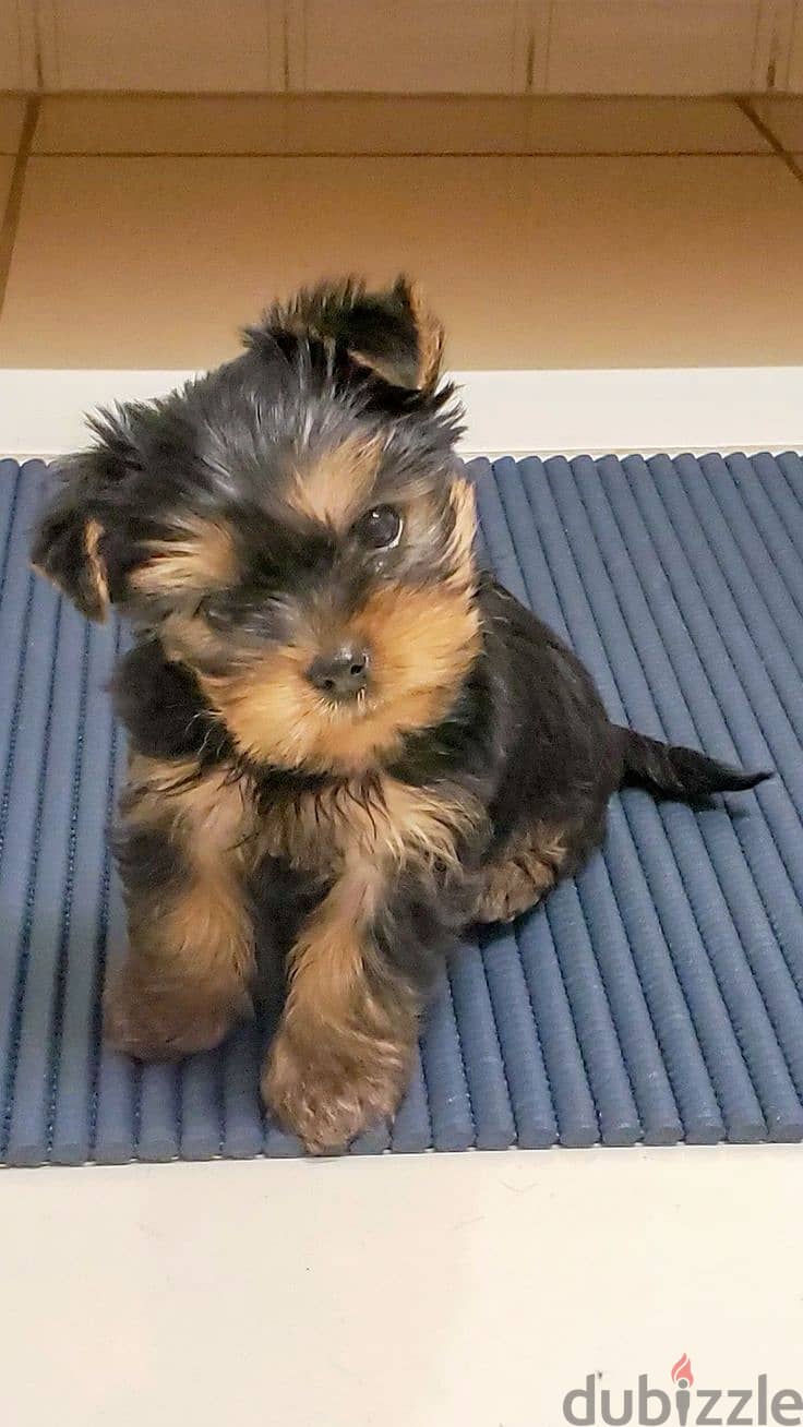 Sweet Yorkshire Puppies – Playful, Loving, and Hypoallergenic! 0