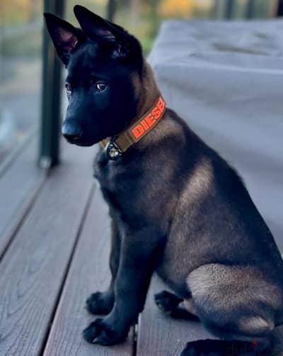 males and females Malinois puppies