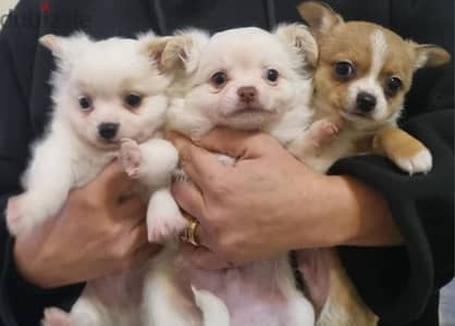 cute shiwawa puppies