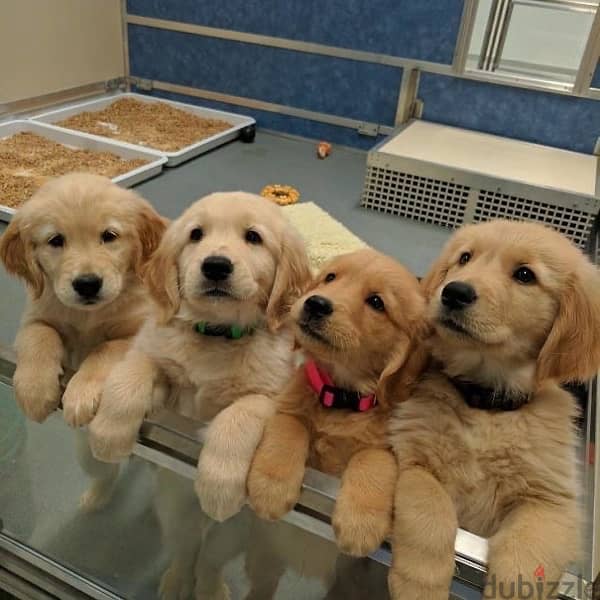 golden puppy  cell 70485808 1