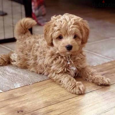 Goldendoodle Mini imported pure breed puppy / dog / كلاب