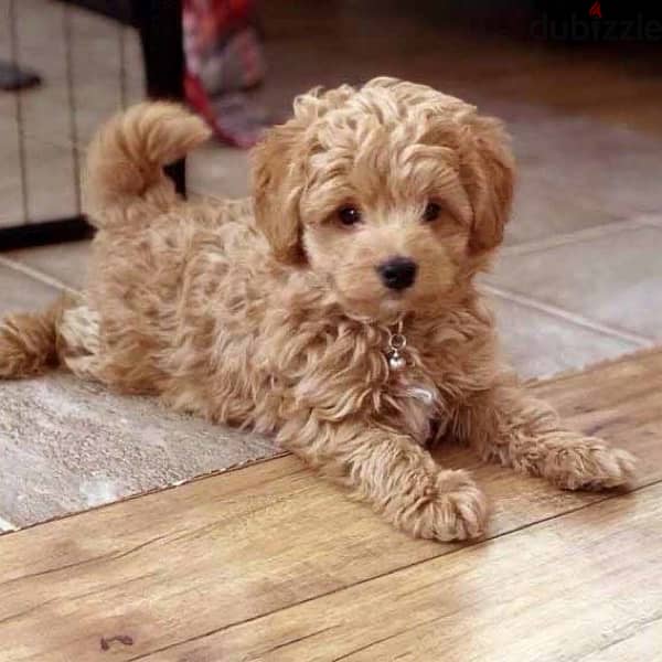 Goldendoodle Mini imported pure breed puppy / dog / كلاب 0