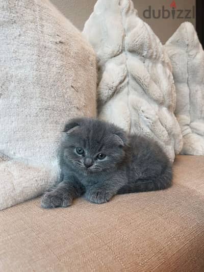 pure Scottish fold kittens HIGHT QUALITY