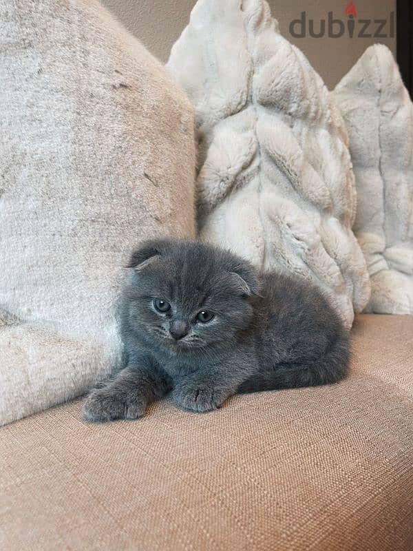 pure Scottish fold kittens HIGHT QUALITY 0