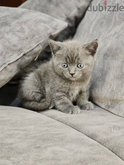 pure British shorthair kitten HIGHT QUALITY