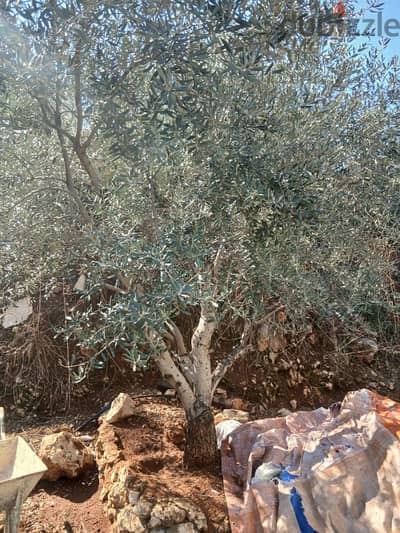 شجر زيتون olive trees