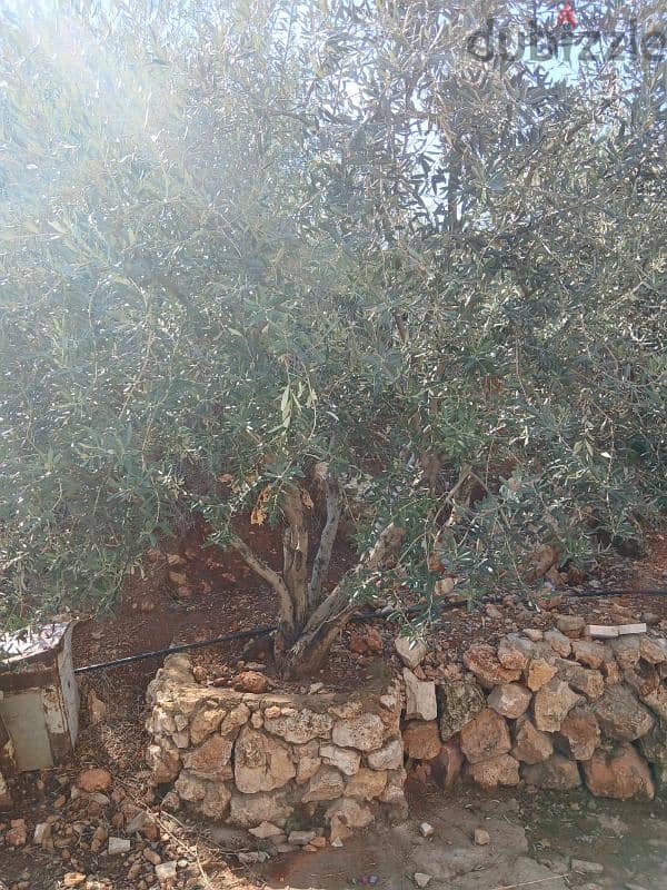 شجر زيتون olive trees 2