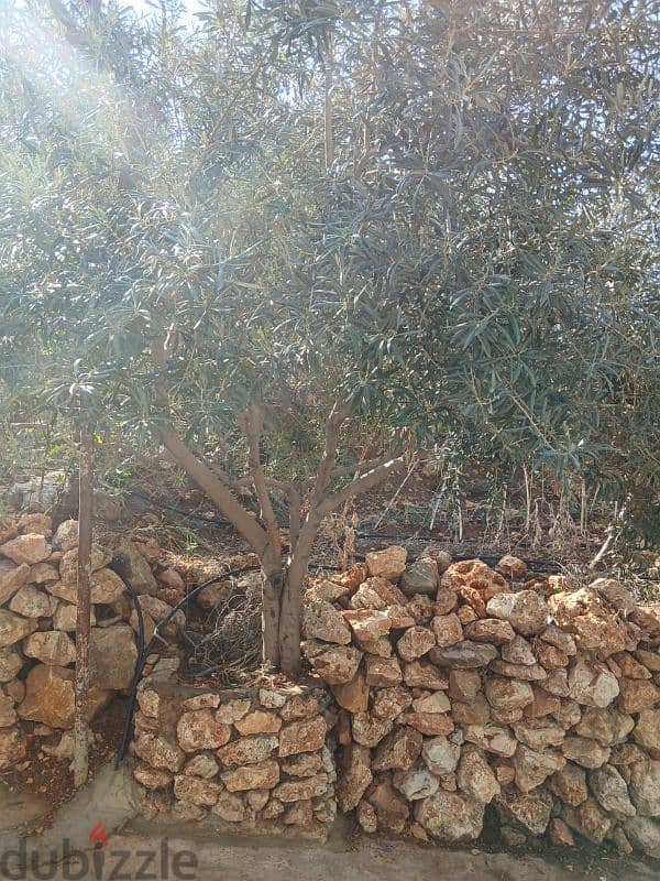 شجر زيتون olive trees 6