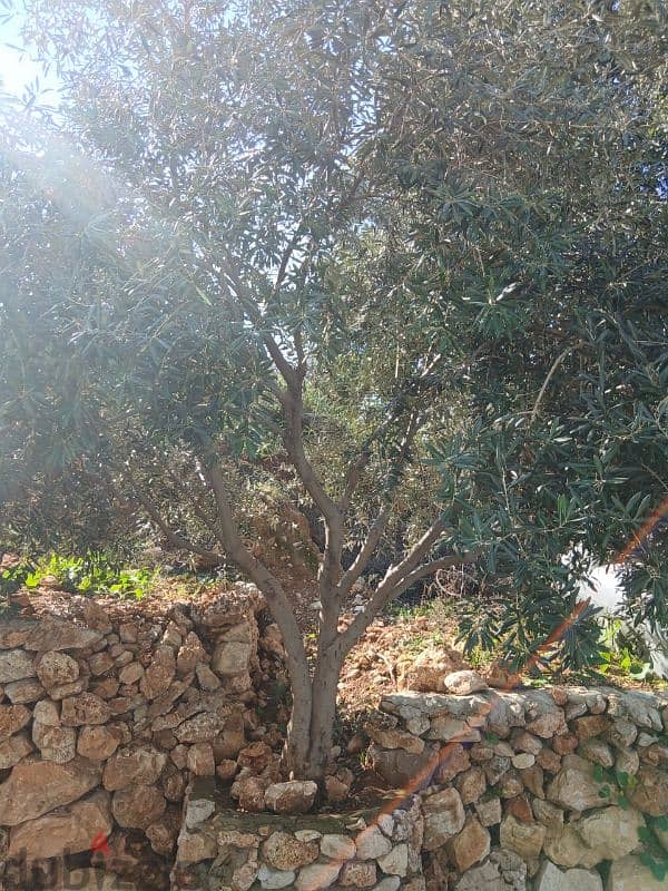 شجر زيتون olive trees 10