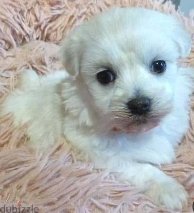 Bichon Maltese puppies