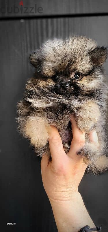 pomeranian teacup toy face