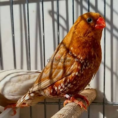 20 Couple Zebra Finches Jambo Size Are Avaliable