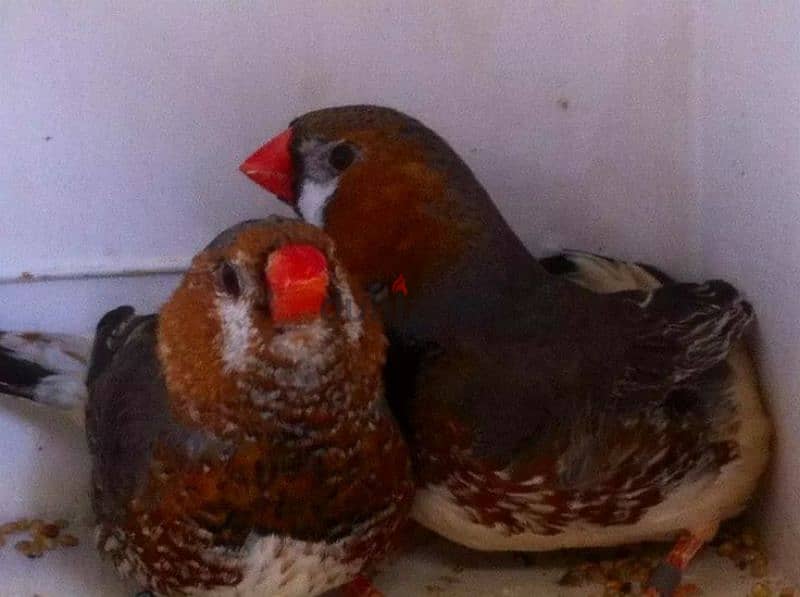 20 Couple Zebra Finches Jambo Size Are Avaliable 1