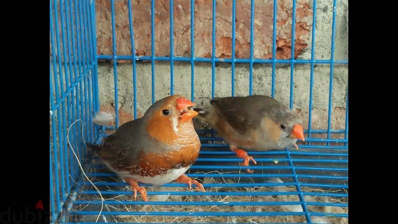 20 Couple Zebra Finches Jambo Size Are Avaliable 2