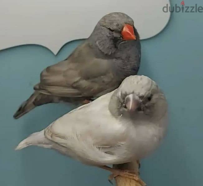 20 Couple Zebra Finches Jambo Size Are Avaliable 3